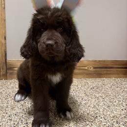 Cleo - Brown female Newfoundland puppy in Goodhue, Minnesota from Claypits Newfoundlands