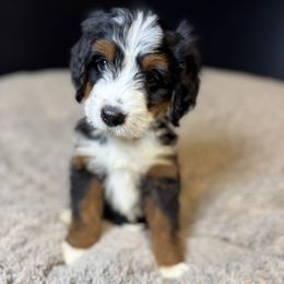 Wednesday - Tri-color female Bernedoodle puppy in Alpharetta, Georgia from Doodles of Buckhead