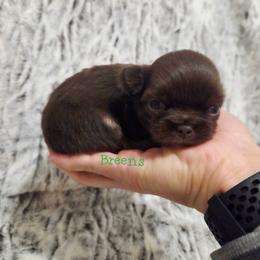 Chocolate and tan white mkgs boy - Chocolate and tan male Chihuahua puppy in Richmond, Virginia from Breens
