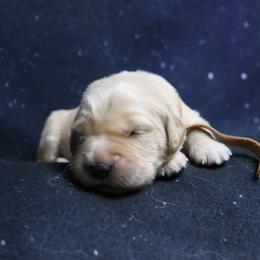 Boy 3 - male Golden Retriever puppy in Great Falls, Montana from VS Golden Fields