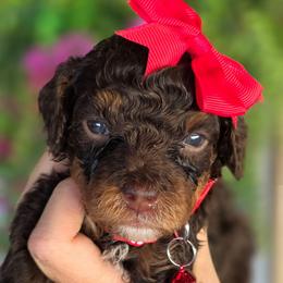 Cyndi Red Collar - Tri-color female Bernedoodle puppy in Vernon, Texas from Sugarland's Texas Goldendoodles