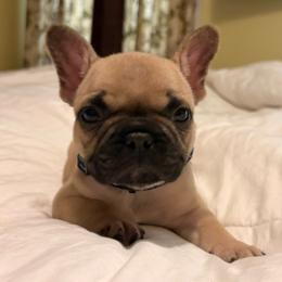 Hubble - Fawn male French Bulldog puppy in Almo, Kentucky from Busy Bee French Bulldogs