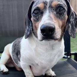 Spot - Dachshund