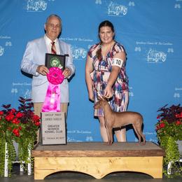 American Hairless Terrier and Pembroke Welsh Corgi All Grown Up from Flipside