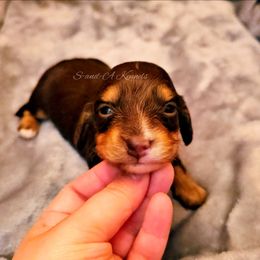 Augustus - Chocolate and tan male Dachshund puppy in Quitman, Mississippi from S-and-A Kennels