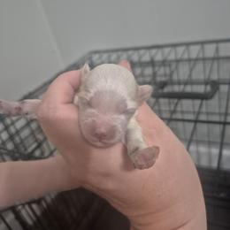 Ally - White female Maltipoo puppy in Everett, Washington from Meadows Ranch