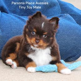 TEENY TINY - Red tri male Toy Australian Shepherd puppy in Chandler, Oklahoma from Parsons Place Aussies