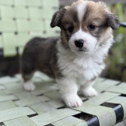 Pembroke Welsh Corgi Puppies from Solstice Farm Corgis