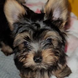 Valentino - Black and gold male Yorkshire Terrier puppy in Gilbert, Arizona from Yorkie Your Soulmate Puppy