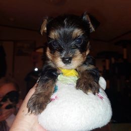 Yorkshire Terrier Puppies from Baker's Babies