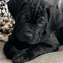 Jet black puppy - Black female Cane Corso puppy in Pleasant Grove, California from Elite Legacy Corsos