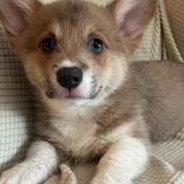 Yellow Male - White and red male Pembroke Welsh Corgi puppy in Ocala, Florida from Newlands Insane Danes and Corgis