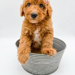 Rain - Apricot female Goldendoodle puppy in Sunman, Indiana from Brunsman Country Doodles LLC