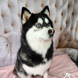 Dolly - Pomsky