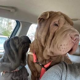 Xena - Chinese Shar-Pei