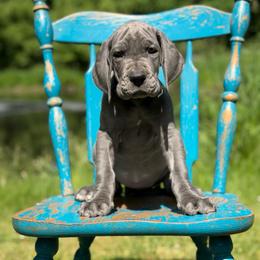 Bonnie - Blue female Great Dane puppy in Beulah, Michigan from Northwood Euro Danes and Bassets
