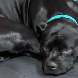 Cane Corso from CS Cane Corso and Frenchies