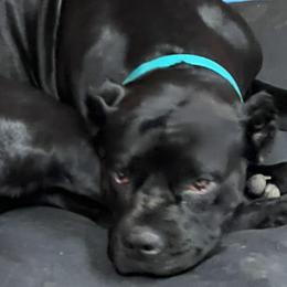 Cane Corso from CS Cane Corso and Frenchies