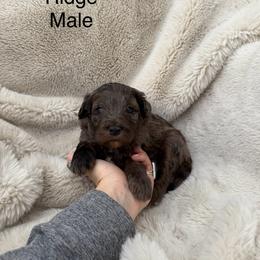 Ridge - Merle male Bernedoodle puppy in Fallon, Nevada from Wild Roots Doodles