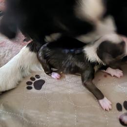 Triumph - Black tri female Miniature Australian Shepherd puppy in Marysville, Washington from Garay Mini Aussies