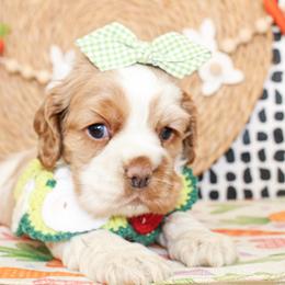 Pearl - Red roan female Cocker Spaniel puppy in Rattan, Oklahoma from Double M Cocker Spaniels