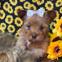 Dolly - Liver female Yorkshire Terrier puppy in Howe, Oklahoma from Ray Holder