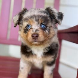 Twix - Red merle female Miniature Australian Shepherd puppy in Buchanan, Georgia from Stanleyville Farm Mini Aussies