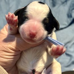 Blue boy - Black and white Bernedoodle puppy in Lake, Michigan from 3 King Doodles & Poodles