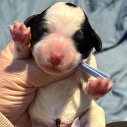 Blue boy - Black and white Bernedoodle puppy in Lake, Michigan from 3 King Doodles & Poodles