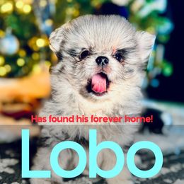Lobo - Pomeranian puppy from Somos Pomeranians | Selectively Bred Puppies