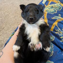 3 - Black and white male Shetland Sheepdog puppy in Birdsboro, Pennsylvania from Alinost