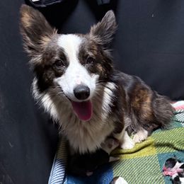 Tilly - American Corgi