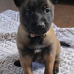 Echo's Pink - Mahogany female Belgian Malinois puppy in Berry, Alabama from North River k9