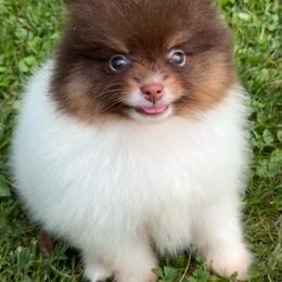 Prince - Chocolate and tan male Pomeranian puppy in Newark, Ohio from Keeperofstars Pomeranians