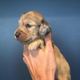 Boy 2 - Cream male Dachshund puppy in Midlothian, Virginia from RVA Dachshunds