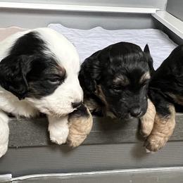 Golden Aussiedoodle and Goldendoodle Puppies from Wild Rose Tiny Poodles & Doodles