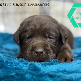 Teal collar - Chocolate male Labrador Retriever puppy in Beaverdam, Virginia from Riverside Sunset Labrador Retrievers