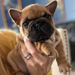 Zebulun - Fawn male French Bulldog puppy in Arkadelphia, Arkansas from Fralala Frenchies