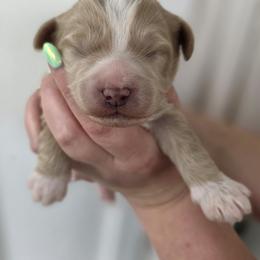 Jasper - Apricot male Goldendoodle puppy in Decatur, Tennessee from Diamond's Doodles