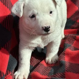 CHAMPAGNE, rare white spotted girl - Blue female Australian Cattle Dog puppy in Kalispell, Montana from BTR Australian Cattle Dogs