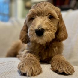 Purple - Red  female Goldendoodle puppy in Newnan, Georgia from Old Line Doodles