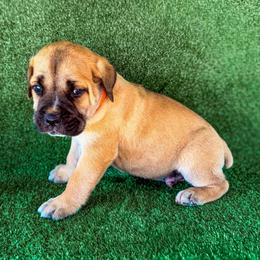Orange Collar - Chestnut brindle male Cane Corso puppy in Catawba, North Carolina from Catawba Cane Corso