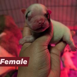 Girl 2 - Black and white female French Bulldog puppy in Battle Ground, Washington from Ferguson's Bulldogs