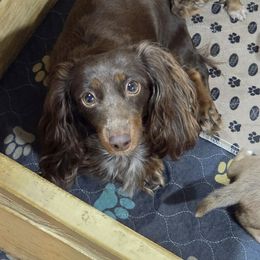 Snickers - Dachshund