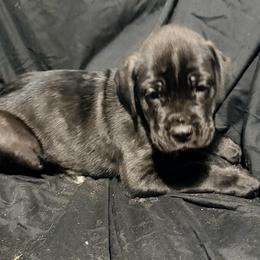 Brindle  Male - Black brindle male Cane Corso puppy in Atlanta, Georgia from Cane Corso’s of Atlanta