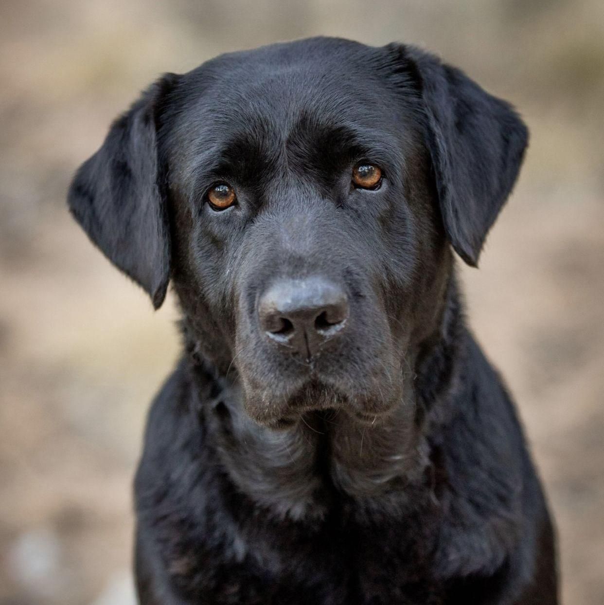 Retrato doce de um labrador preto