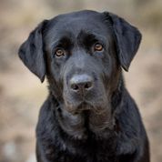 Sweet looking black lab headshot