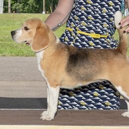 Sassy - Beagle