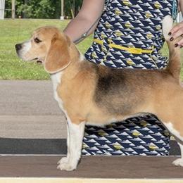Sassy - Beagle