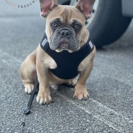 Hawkeye - Blue fawn French Bulldog puppy in Wichita, Kansas from House Of Phan Elite Frenchies